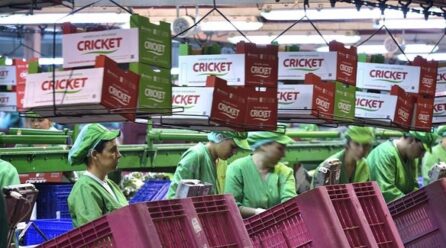 La campaña del brócoli y coliflor: «Se convertirá en una actividad de riesgo»