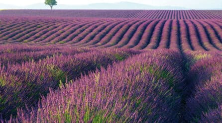 La superficie de aromáticas aumenta un 44% en la Región de Murcia en 2022