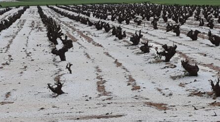 El pedrisco daña 4.300 hectáreas de viñedo en la Comunidad Valenciana