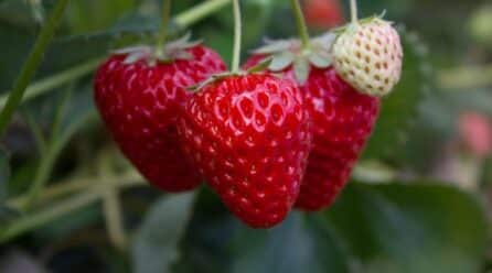 AgroGM encuentra una solución natural que reduce los hongos en el suelo para fresa