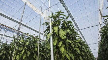 5 claves de innovación de los invernaderos solares
