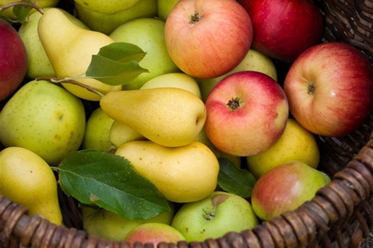 Los calibres de manzana y pera afectados por el efecto del calor