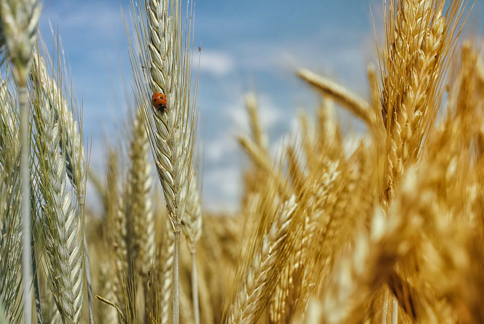 Cooperativas Agro-alimentarias analiza las claves del mercado del cereal
