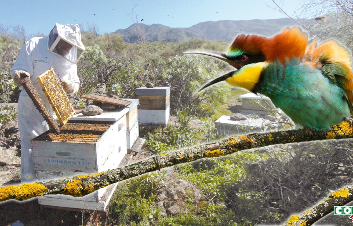 La sequía convierte al abejaruco en un “súper-depredador de abejas” y multiplica las pérdidas en las colmenas