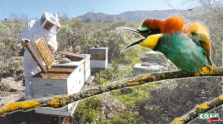 La sequía convierte al abejaruco en un “súper-depredador de abejas” y multiplica las pérdidas en las colmenas