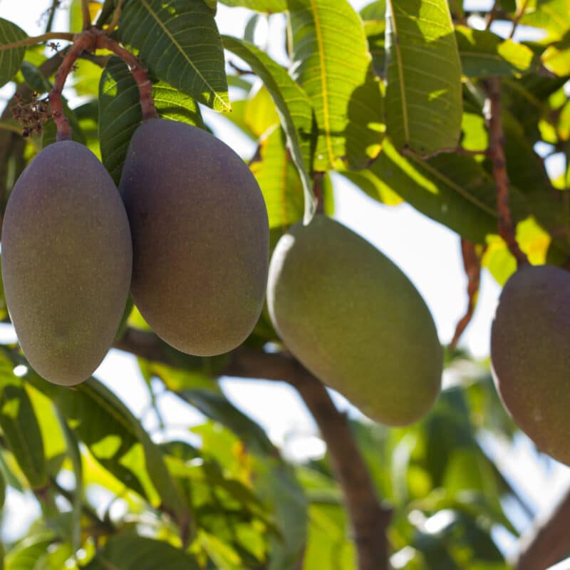 ¿Sabes qué tipo de grano de café es mejor para ti?