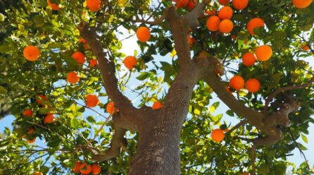 Apadrinar un naranjo, un olivo o un almendro: el hilo que les une al urbanita