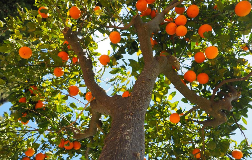 Apadrinar un naranjo, un olivo o un almendro: el hilo que les une al urbanita