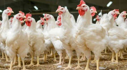 Los productores de pollo piden precios justos ante los costes disparados
