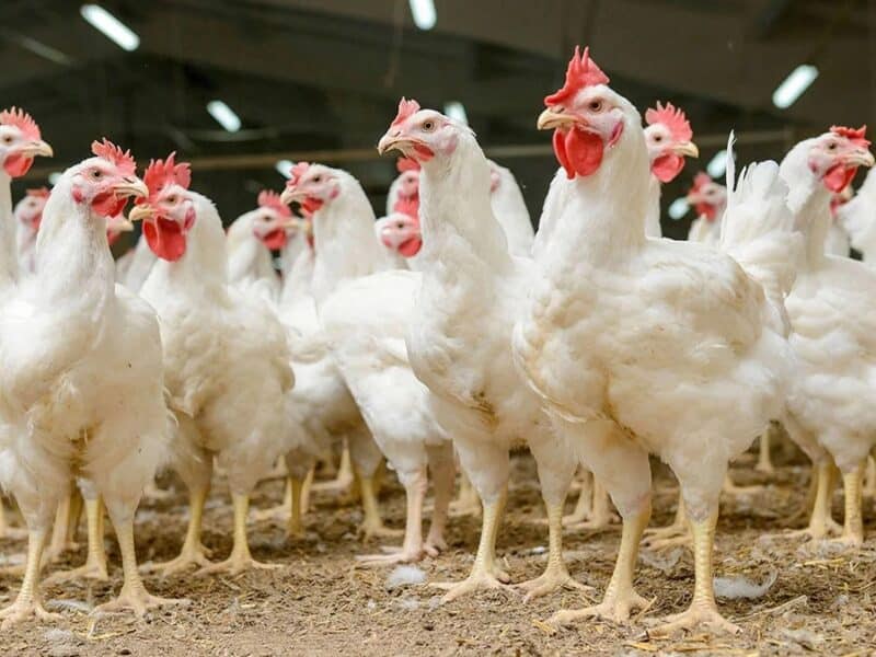 Los productores de pollo piden precios justos ante los costes disparados