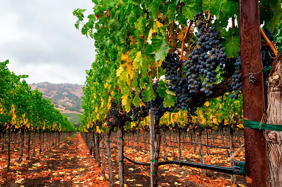 El entorno botánico de las viñas afecta al aroma de los vinos