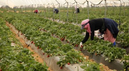 La UPA pide aumentar los temporeros en Huelva para la fresa y otros frutos