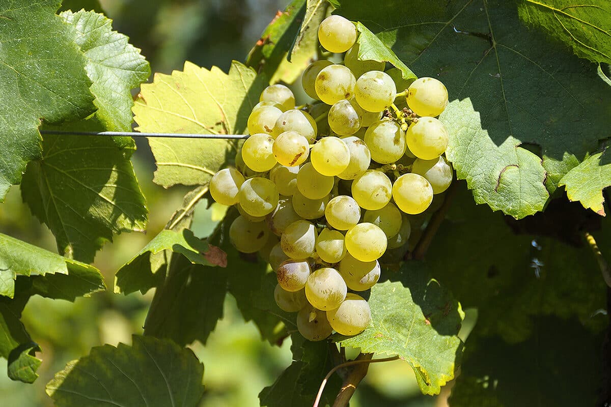 Unió de Pagesos denuncia que la uva se paga por debajo del precio de coste