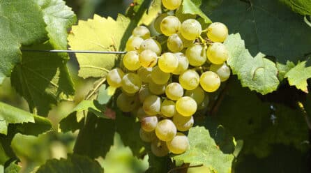 Unió de Pagesos denuncia que la uva se paga por debajo del precio de coste