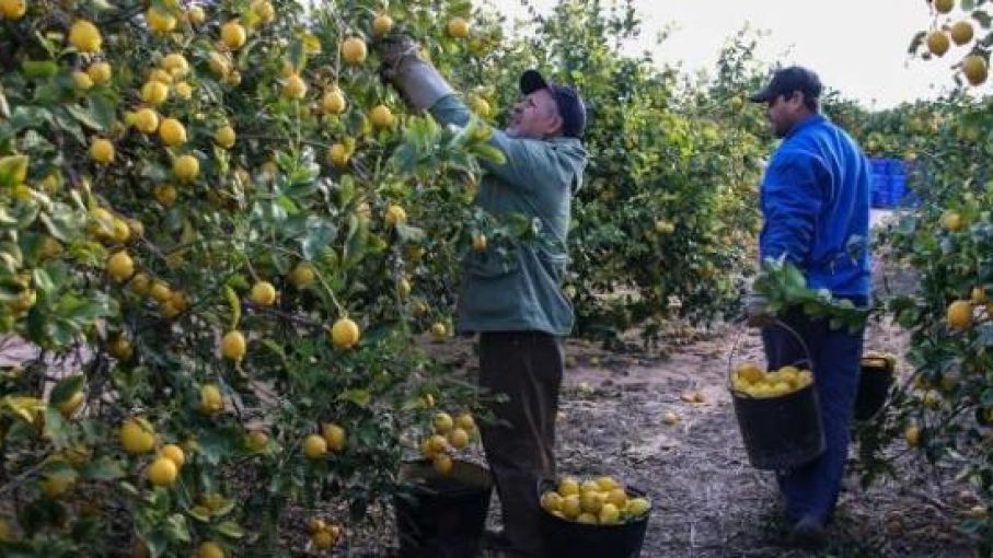 El clima desfavorable hace caer a la mitad la cosecha de limones en Alicante