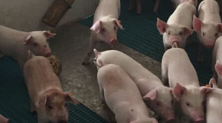 La industria porcina ha reducido las emisiones de nitrógeno en un 50% en los últimos 30 años.