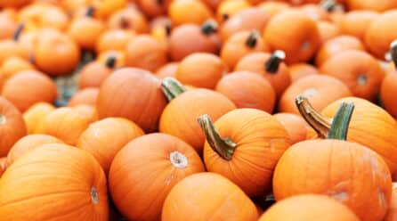 El consumo de calabaza crece año tras año