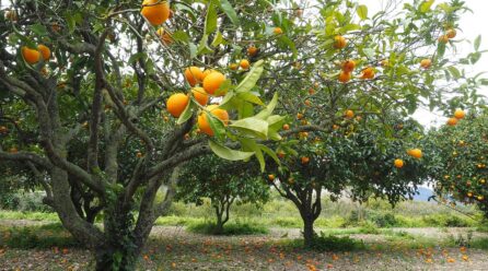 The Natural Fruit Company adquiere la sevillana NaturGreen