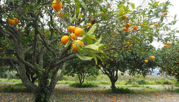 The Natural Fruit Company adquiere la sevillana NaturGreen