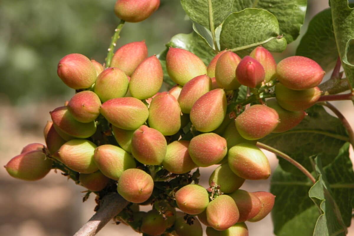 La producción de pistacho en Castilla-La Mancha aumenta un 400 % desde 2015