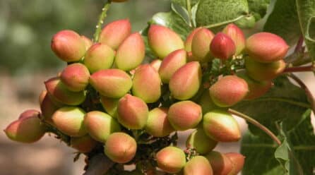 La producción de pistacho en Castilla-La Mancha aumenta un 400 % desde 2015