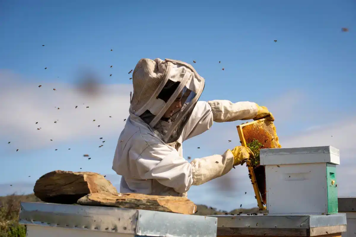 UPA alerta del «drama» de apicultores con caída de la producción a la mitad