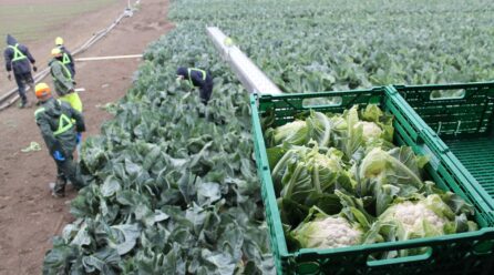 Perdidas unas 200 hectáreas de alcachofa y coliflor en Lebrija por la sequía