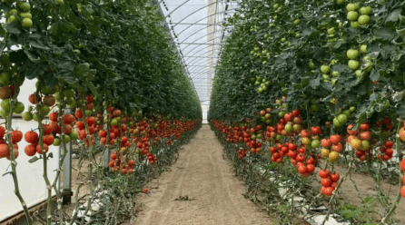 Hortiespaña lanzará campaña sobre sostenibilidad de cultivos de invernadero solar