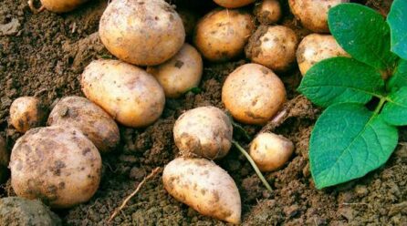 La producción de patata baja un 6 % en España y los países del noreste europeo
