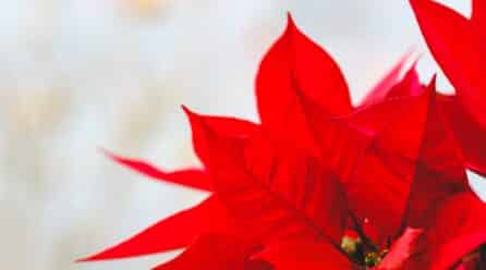 Almería produce 3,5 millones de flores de Pascua, el 33% del total nacional
