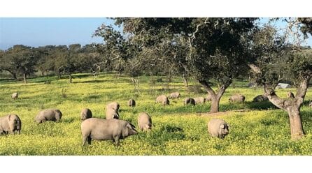 La unión del sector ibérico es la clave para afrontar el futuro