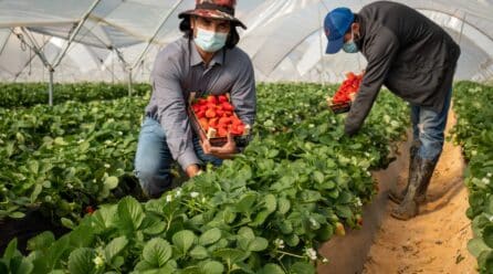 El campo onubense consolida su experiencia con trabajadores hondureños