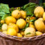 limon-ailimpo