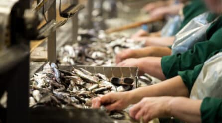 7 de cada 10 kilos de las exportaciones de la industria conservera salen de Galicia