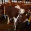 real decreto granjas bovinas explotaciones ganado vacuno