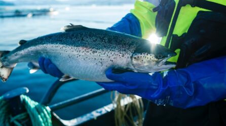 La acuicultura noruega reconocida como la producción de proteína animal más sostenible del mundo