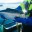 salmon noruego acuicultura sostenible