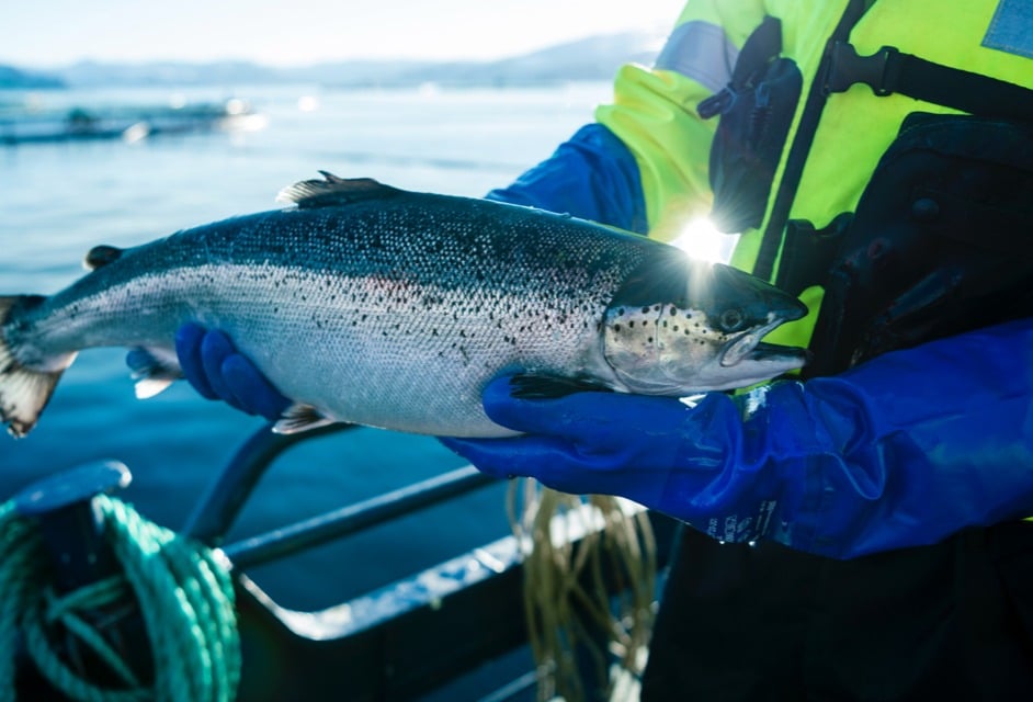 La acuicultura noruega reconocida como la producción de proteína animal más sostenible del mundo