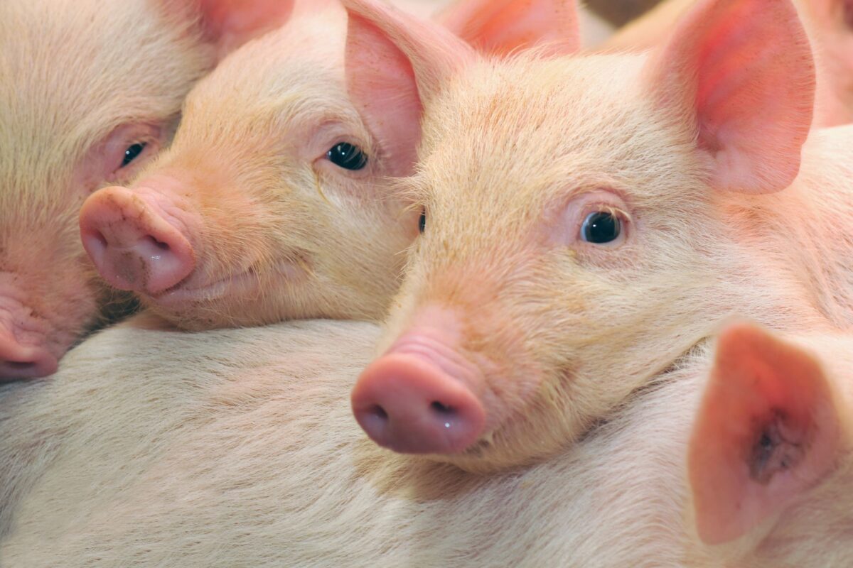 INTERPORC y el MAPA refuerzan su campaña contra la Peste Porcina Africana