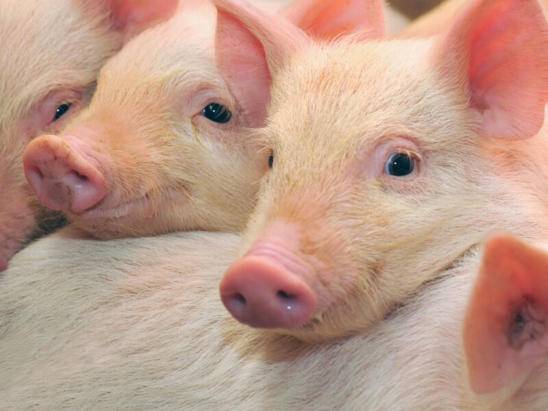 INTERPORC y el MAPA refuerzan su campaña contra la Peste Porcina Africana