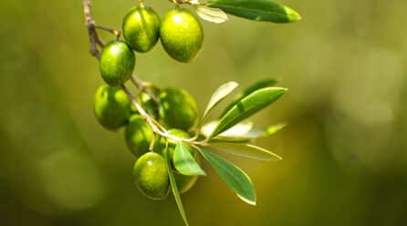 El sello IGP «Aceite de Jaén» despunta en el mercado de aceites tempranos