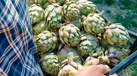 La Región de Murcia, la mayor exportadora de alcachofa española