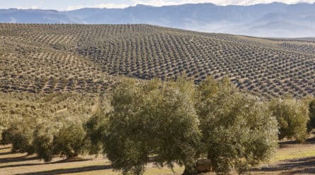 Los agricultores despiden un año inédito por costes, sequía y nueva PAC
