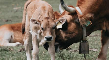 El sector cárnico impulsa la certificación en bienestar animal