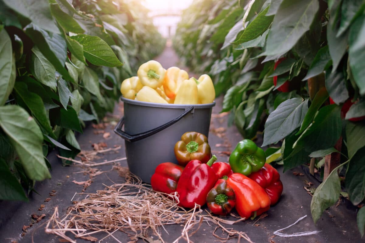 El 80% de la producción de pimiento del campo de Cartagena usa control biológico de plagas