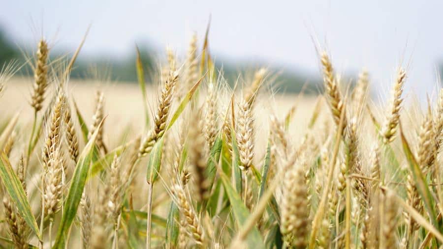 La rotación de variedades de trigo autóctono incrementa un 60 % la producción