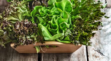 Lechugas y escarolas de la Región de Murcia se estrenan en el mercado estadounidense