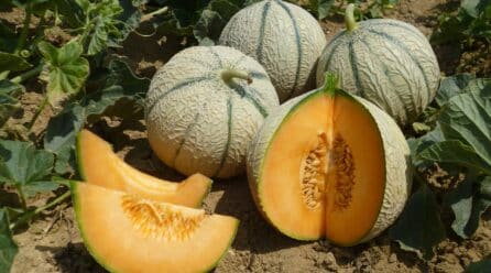 BASF cierra la adquisición de la empresa de mejora de melones ASL