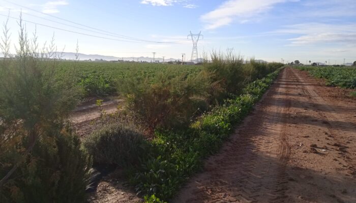 La consultora agronómica SAU, primera ECARM certificada de la Región de Murcia