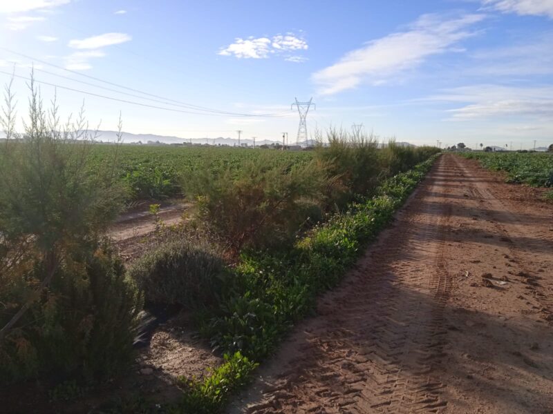 La consultora agronómica SAU, primera ECARM certificada de la Región de Murcia